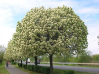 Dostava Na Adresu Kuglasti Jasen Fraxinus Ornus Mecsek 180-300cm Tegla