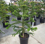 Čileanski Bor Araucaria Araucana 35-130cm Dostavljam Na Adresu