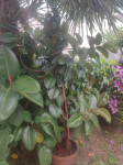Ficus elastica, preko 2m visine (no ima i manjih), može R1