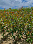 Fotinija Photinia Red Robin 120-150cm visine