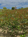 Fotinija Photinia Red Robin 120-150cm visine