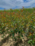 Fotinija Photinia Red Robin 130-160cm visine