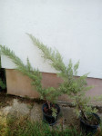 Juniperus srebrni