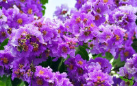 Lagerstroemia Orchid / Indijski jorgovan / SADNICE-Dvogodišnje