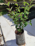 Ligustrum japonicum