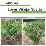 LOVOR VIŠNJA NOVITA - AKCIJA