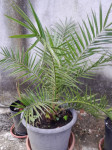 palma phoenix canariensis