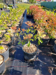 Photinia frasseri ‘Red Robin’ razgranate, zdrave sadnice cca 50cm