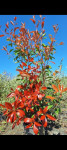 Photinia 'Red robin' 150-180 cm