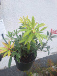 Pieris japonica Flaming Silver