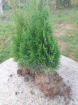 Thuja smaragd