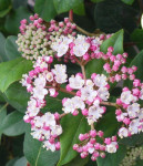 Lemprika (Viburnum tinus Lisa rose)