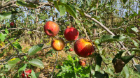 Jabuka sadnice - Florina-Pinova-Gold Rush - Malus domestica