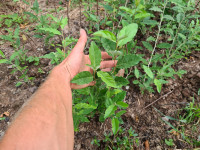 Jesenska maslina - Elaeagnus umbellata - Autumn olive - sadnice