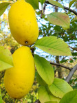 Kineska dunja - Pseudocydonia sinensis - sadnice