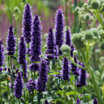 Metvica korejska / Agastache B. Spikes / SADNICE