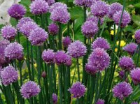 Vlasac, allium schoenoprasum