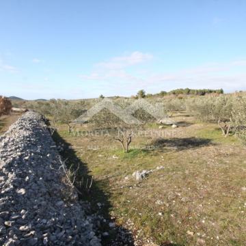 Vodice, uređeni maslinik u zaleđu Vodica