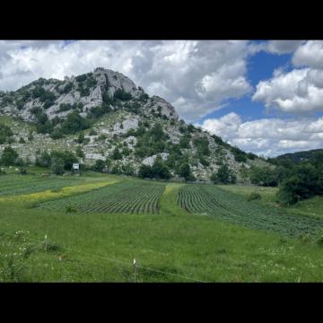 Lički krumpir -Velebit