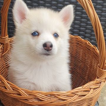 POMSKY ŠTENCI NOVO LEGLO