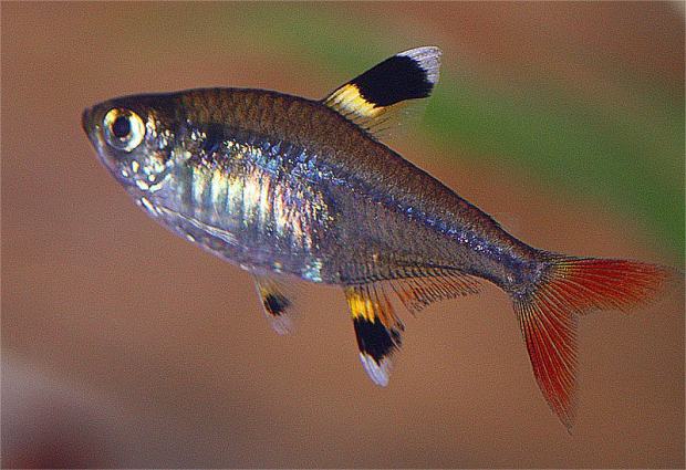 Pristella X-ray Tetra