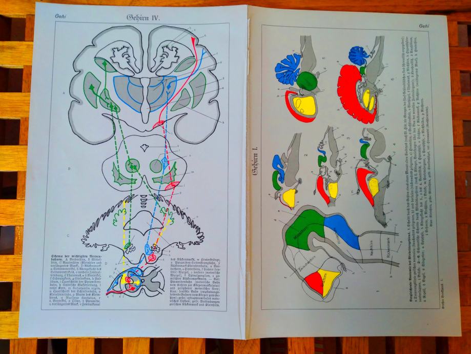 LITOGRAFIJA ANATOMIJA LJUDSKOG TIJELA MOZAK 19.ST