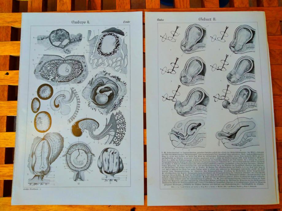 STARE LITOGRAFIJE ANATOMIJA LJUDSKOG TIJELA EMBRIO MATERNICA