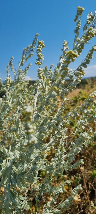 Pelin (Artemisia absinthium) gorki vrhunske kvalitete