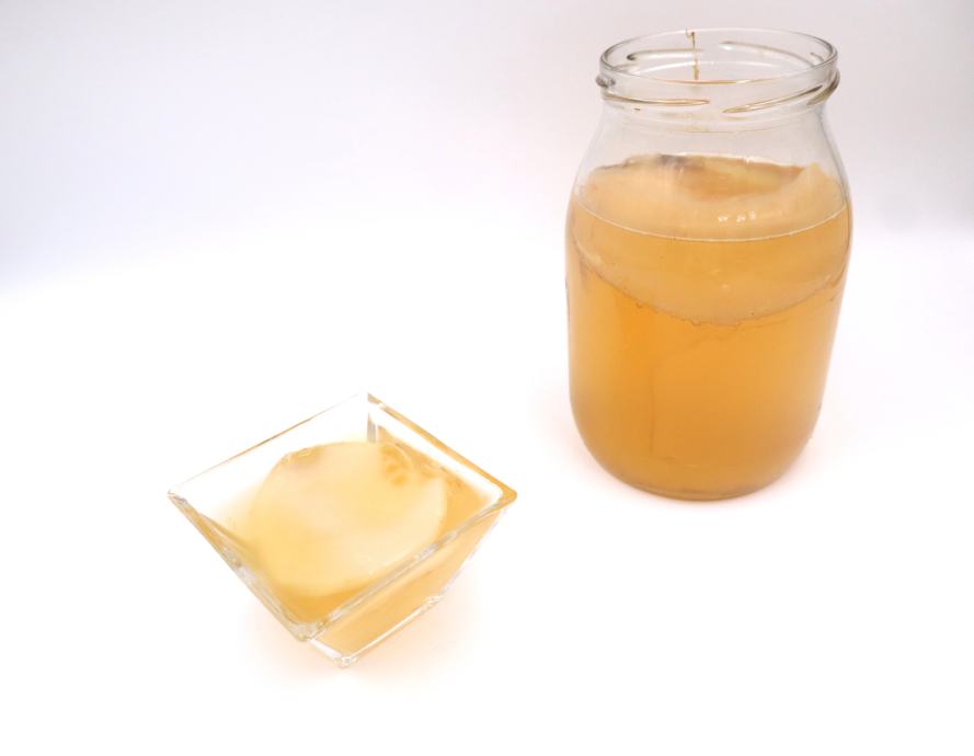 Scoby kombucha gljiva