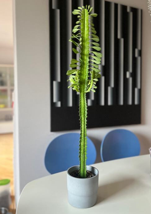 KAKTUS MLJEČIKA BILJKA EUPHORBIA TRIGONA 80CM