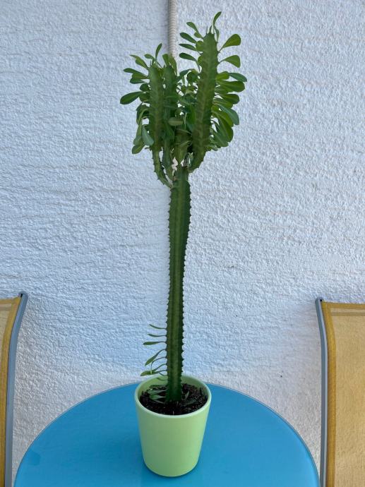 KAKTUS MLJEČIKA BILJKA EUPHORBIA TRIGONA 43 CM