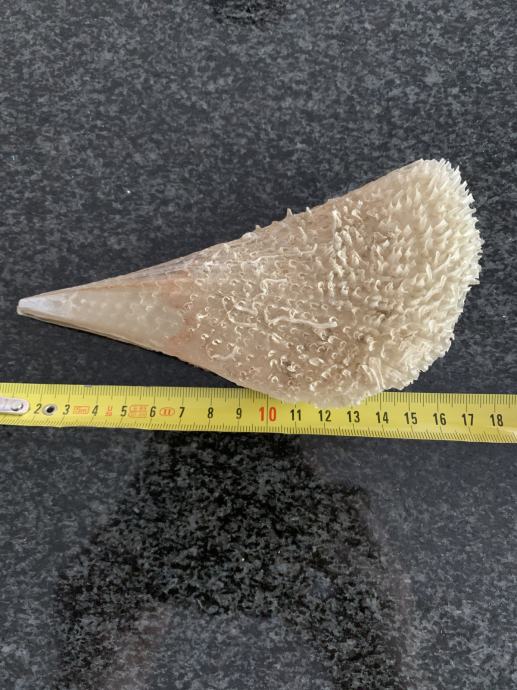 Školjka periska 15 cm