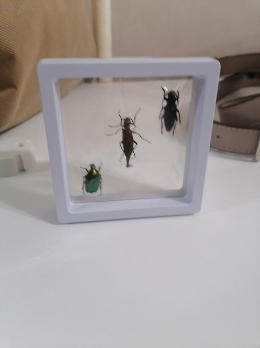 insektarij preparirani kukci insekti uramljeni Framed insects