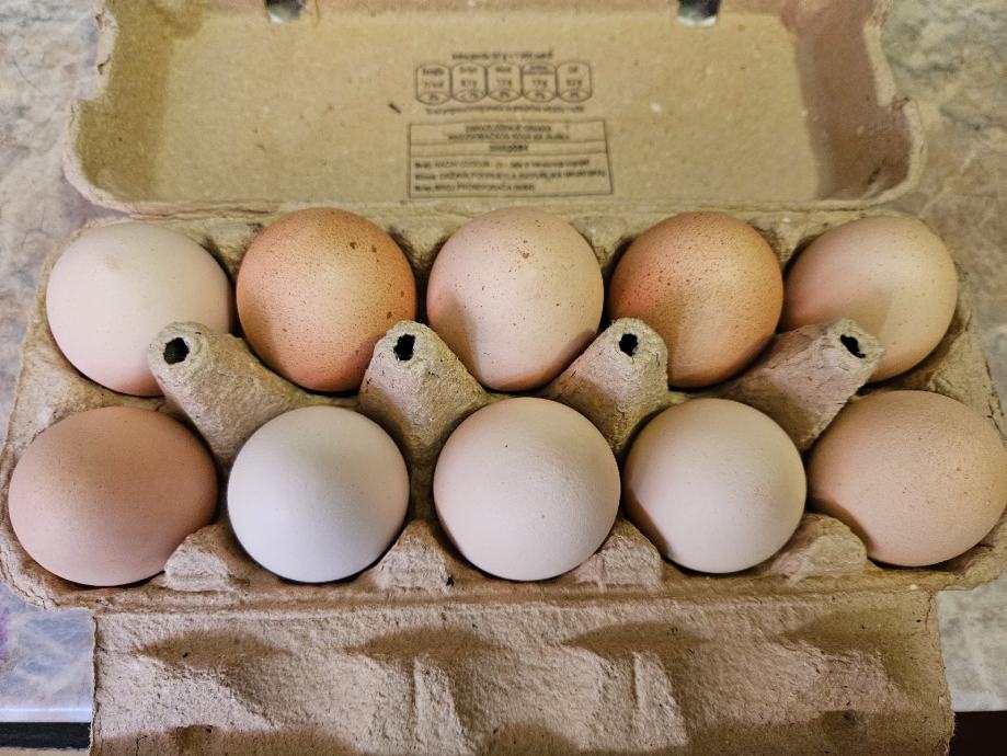 Domaća kokošja jaja