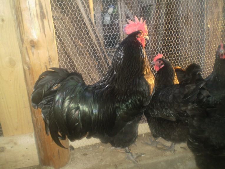 pjetao australorp crni