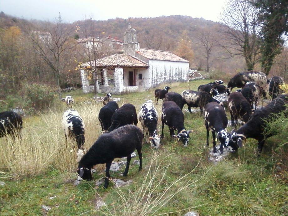 Ovca ISTARSKA PRAMENKA pod selekcijom