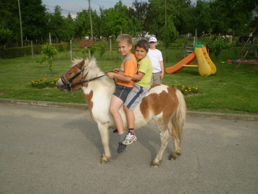 pony kobila zamjena za svinje ili ovce