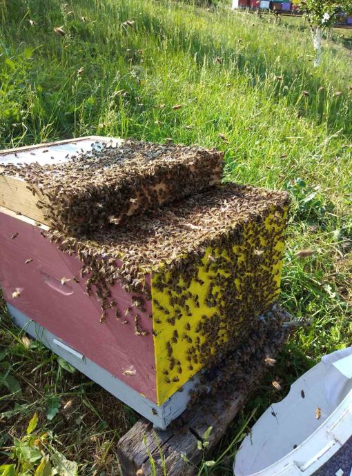 Slavonski, domaći Med - bagrem, kesten