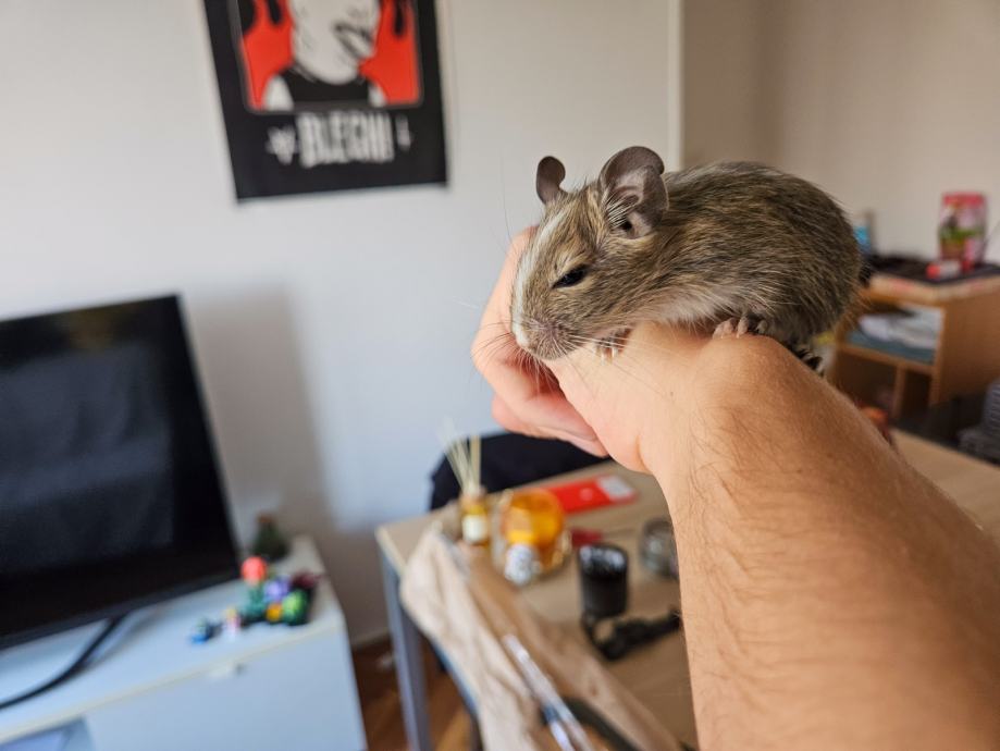 Degu