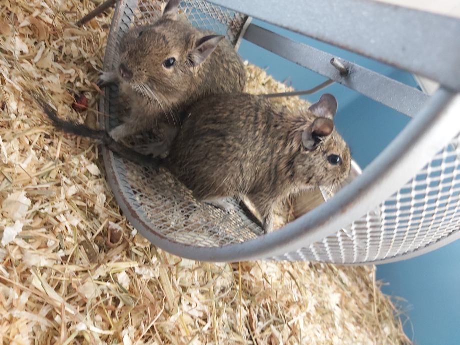 Degu vjeverica + oprema