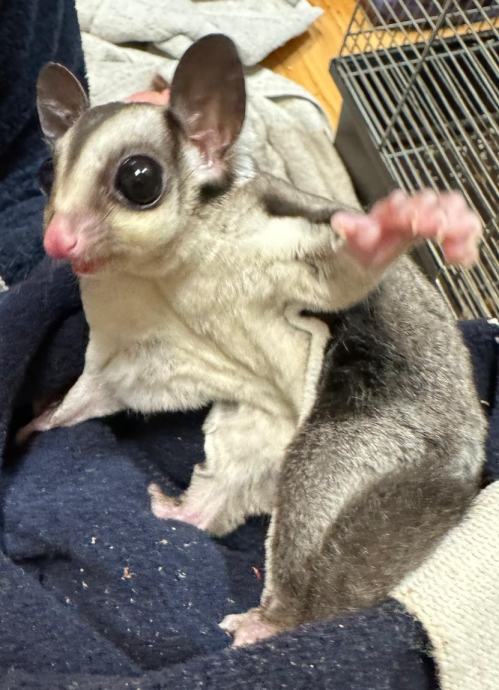 Leteća vjeverica sugar glider