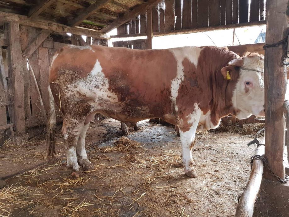 Bikovi SIMENTALSKE pasmine, mlade krave prodaja