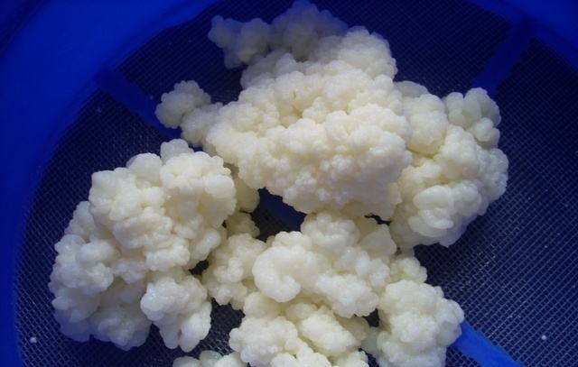 TIBETANSKA (KEFIR) GLJIVA