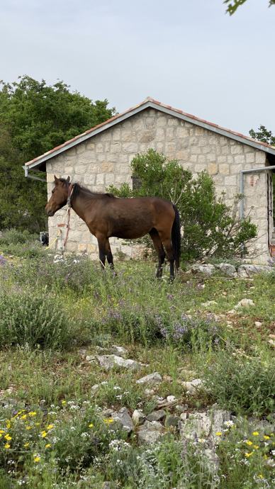 Domaći dalmatinski konj