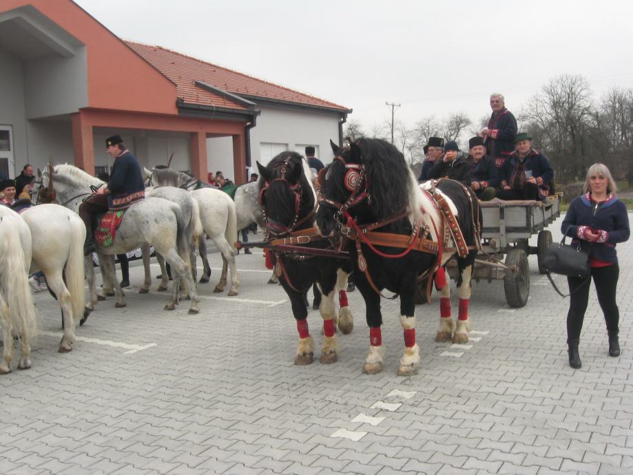 KONJI HRVATSKI HLADNOKRVNJACI  8 GODINA   ŠARCI