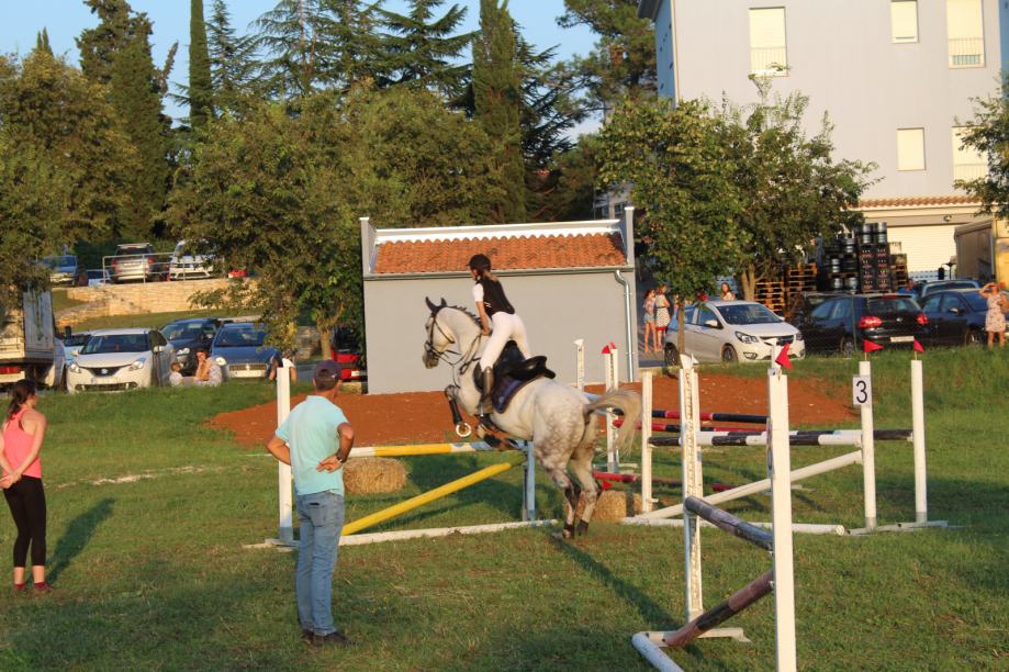 Mađarski Sportski Konj Aron-B, Kastrat