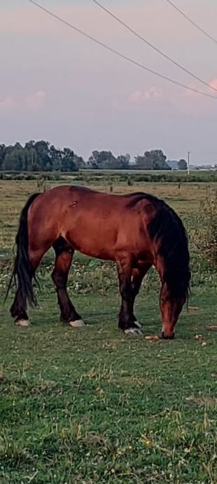 PASTUH HRVATSKI POSAVAC