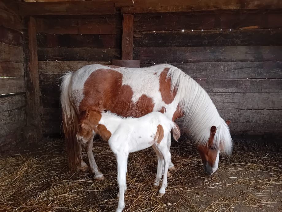 Pony kobila i žensko ždrijebe