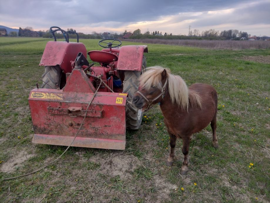 prodajem poni konje cjena u paru nije fix