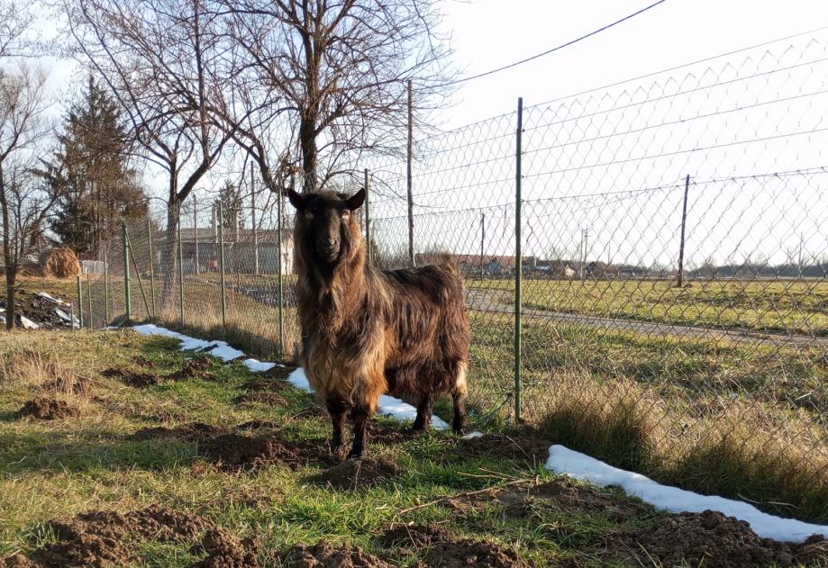 Koza i jarac